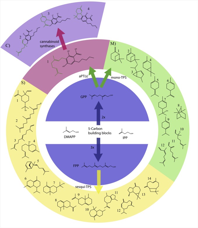 Schematic of Terpene and Cannabinoid Biosynthesis in Cannabis from Booth & Bohlmann, 2019